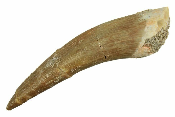 Fossil Plesiosaur (Zarafasaura) Tooth - Morocco #298332